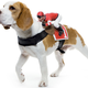 Illustration for article titled Everything You Need To Completely and Utterly Humiliate Your Pet